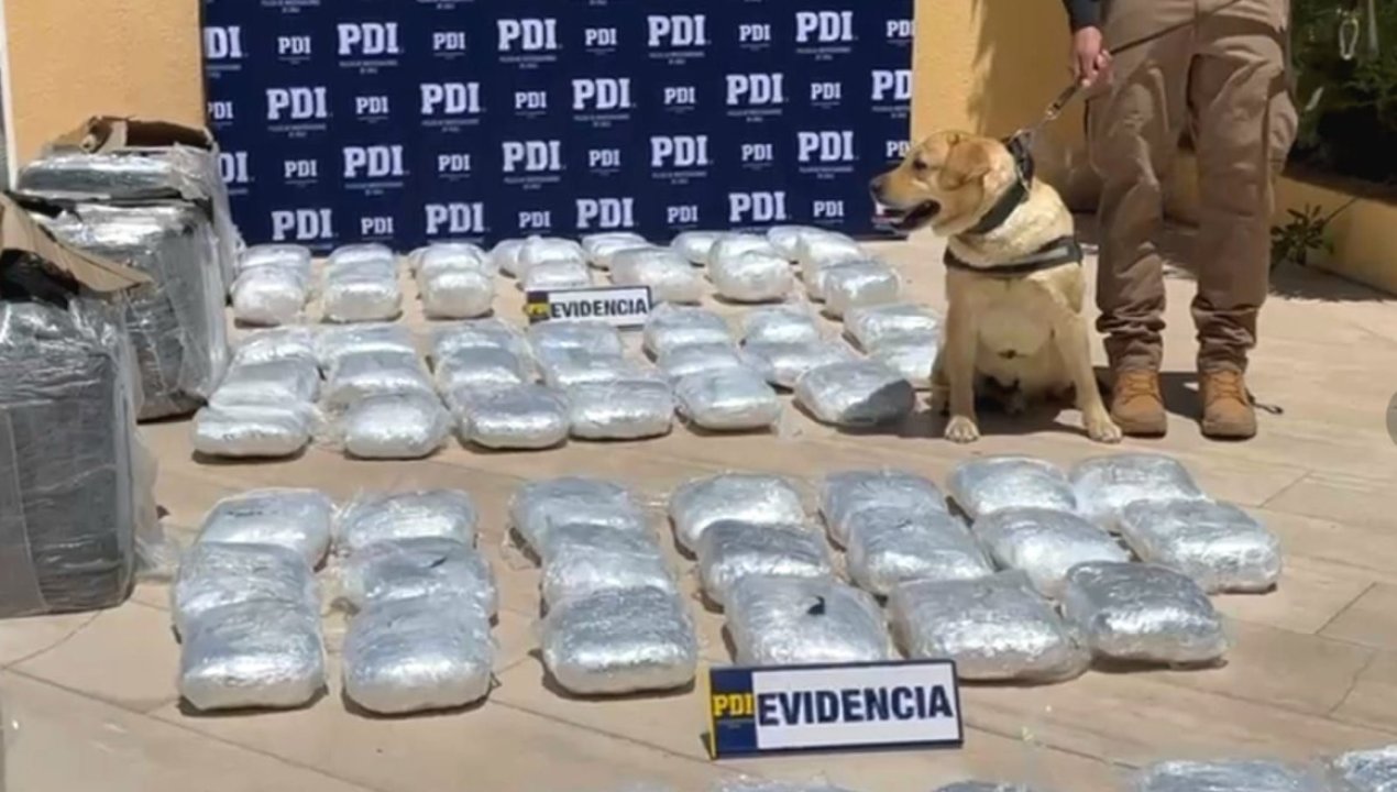 /local/can-de-la-pdi-detecta-droga-oculta-en-empresa-de-encomienda-en-calama