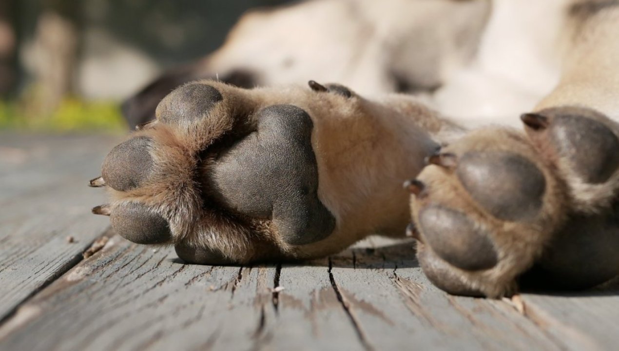 /local/hallan-dos-perros-calcinados-en-calama-municipio-presentara-acciones