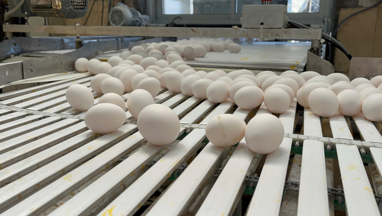 /ante-riesgo-de-influenza-aviar-sag-biobio-llama-a-planteles-avicolas