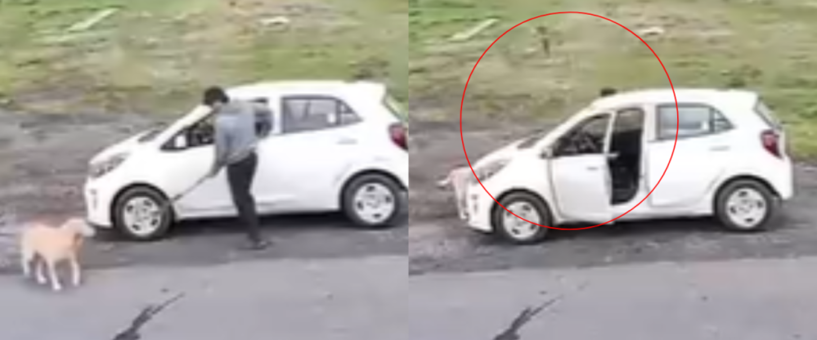 Indignación en Los Ángeles: hombre golpeó a un perro con herramienta agrícola