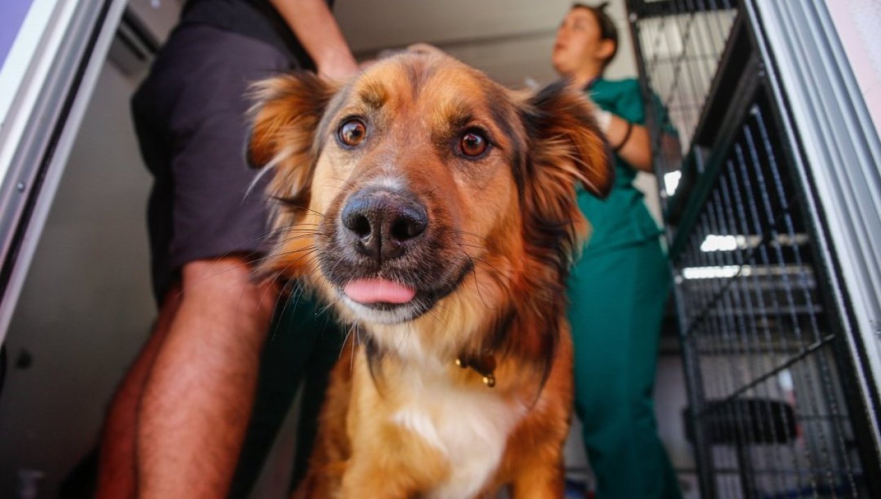 /entrevistas/animales/entrevista-de-mascotas-a-amenaza-la-cara-oculta-del-incumplimiento-de-la