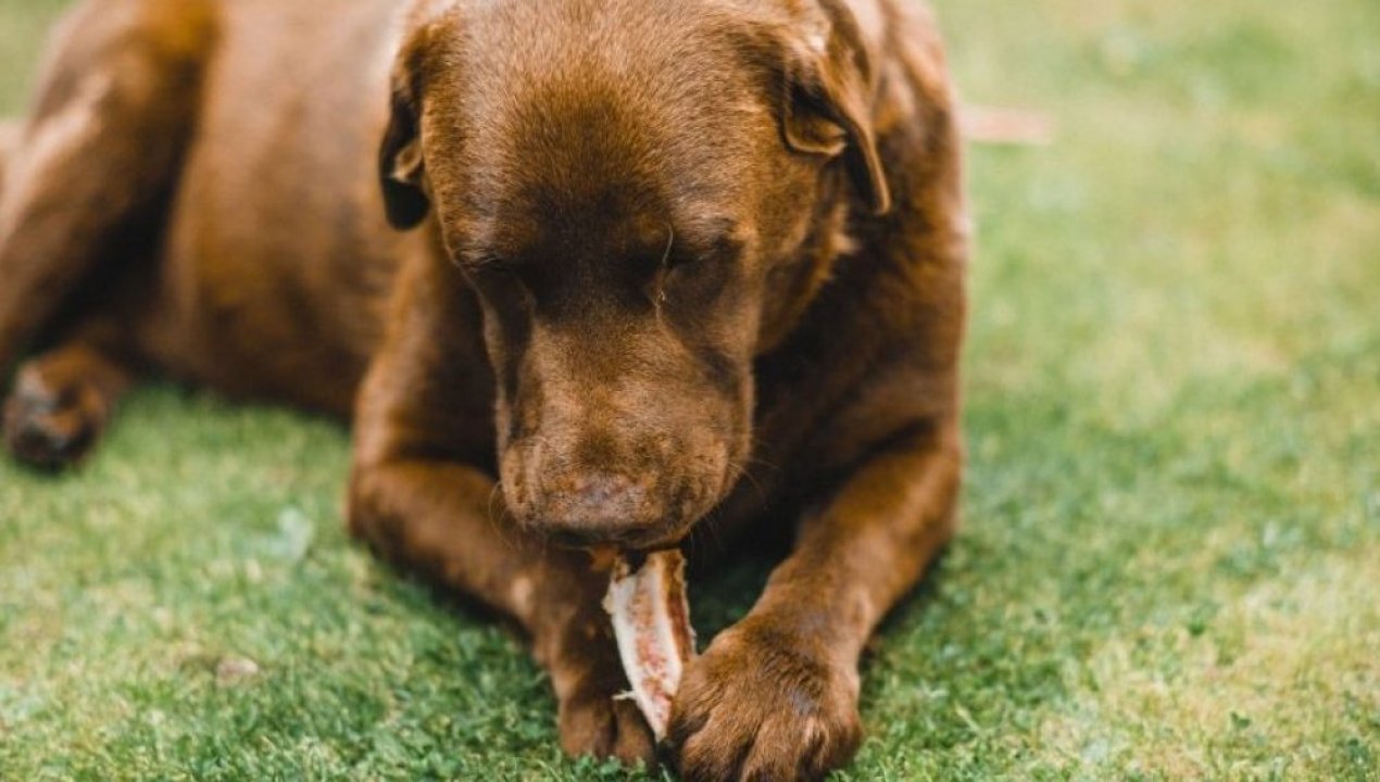 /actualidad/medio-ambiente/animales/alarmante-informe-el-33-de-los-perros-en-chile-sufre-de-sobrepeso