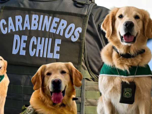 Carabineros despide a Golfo: histórico can detector de drogas que falleció en operativo