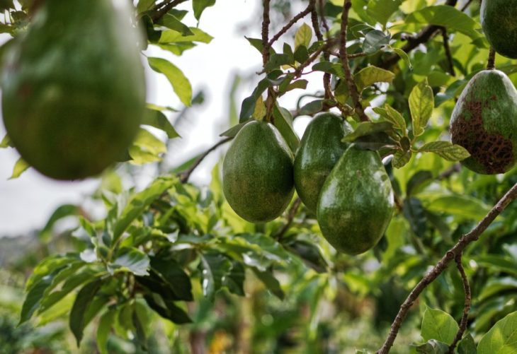 Al acecho: Perú confía que superará a Chile en exportaciones agrícolas.